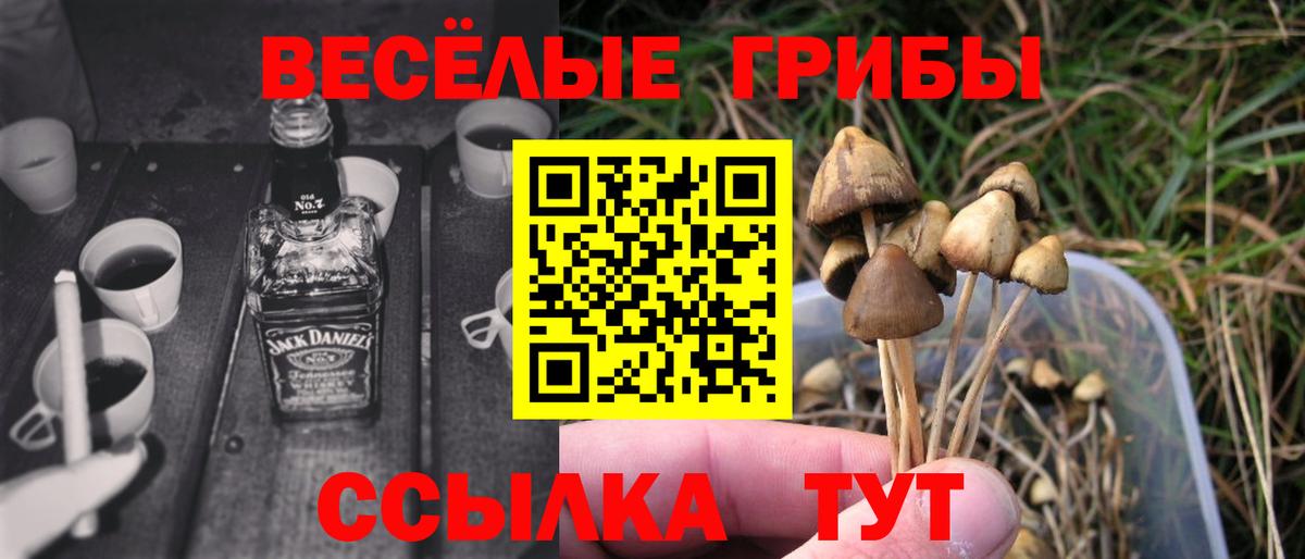 Каменск-Шахтинский  где продают наркотики  Вход с VPN  Псилоцибиновые грибы Magic Shrooms 